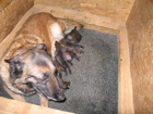22. März 2010, nach 12 stündiger Geburtsphase: 9 lebende Welpen = 6 W / 3 M        (1 W Totgeburt)   