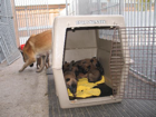 Autobox Varikenel: Home! Sweet Home!