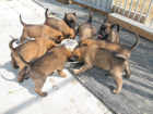 Mit 4 1/2 Wochen: Futterparty am Napf  