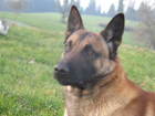 Gero: Mit Balz bestandene Prüfung, Mondioring 1. Gero stammt aus dem ersten Malinoiswurf von Diva. 