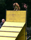 Markus Fischknecht mit „Pedro des clans de la pleine lune“: Ehemaliger Schweizer- und Welmeister im Mondioring 3. Pensionierter Militär-, Schutz- und Sprengstoffhund.